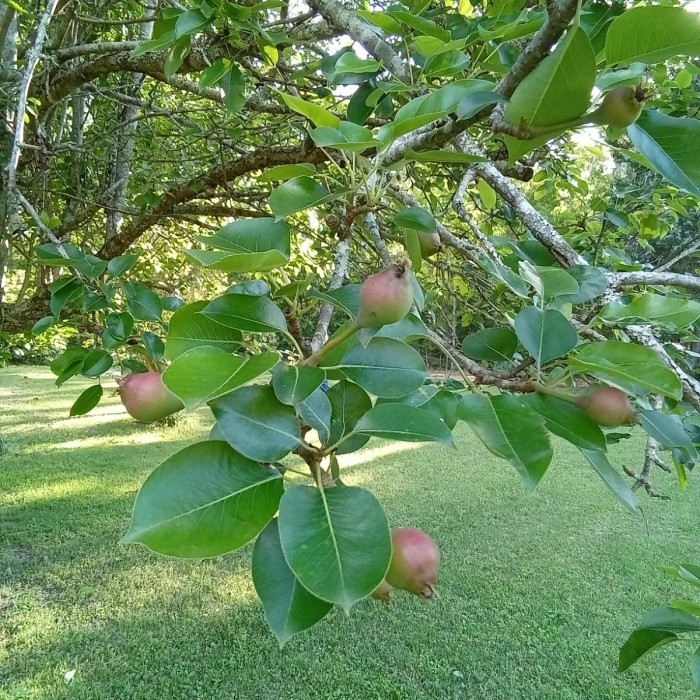 Sand pears will probably be plentiful this year. An interesting place to place a game camera.