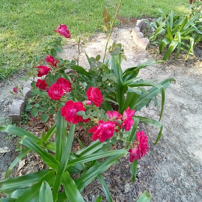 Various roses are blooming around the yard.