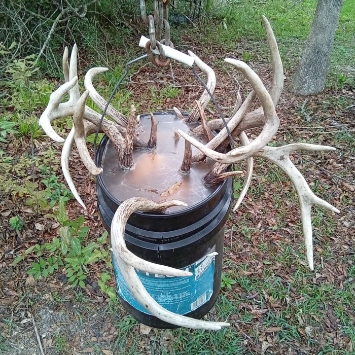 A bucket of antlers maceration.