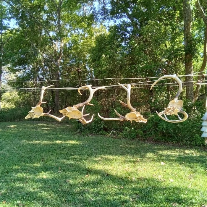 Hanging on Miss Joy's solar wind powered dryer.