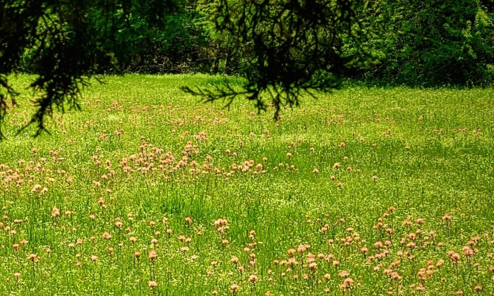 Indian Paintbrush