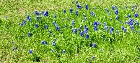 Bluebonnets