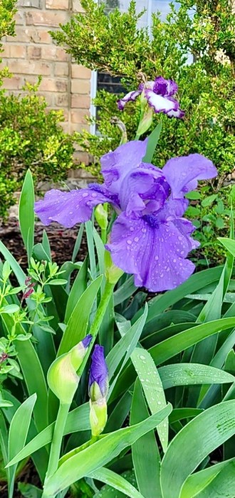 Iris