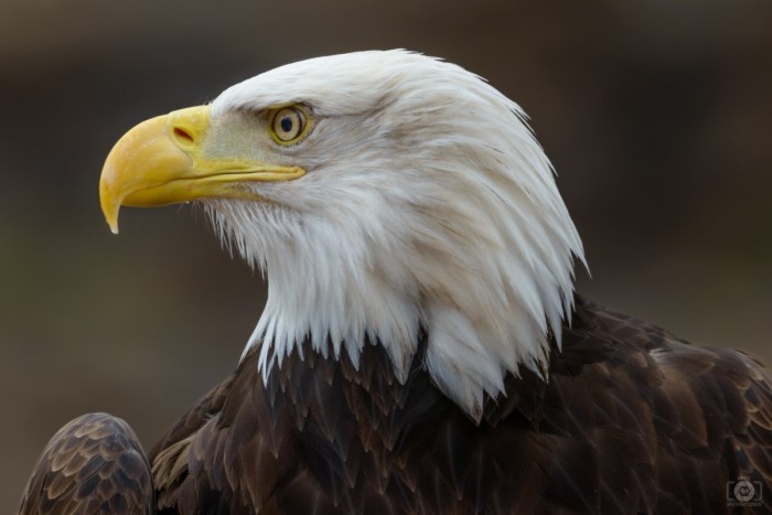 Eagle Head.jpg