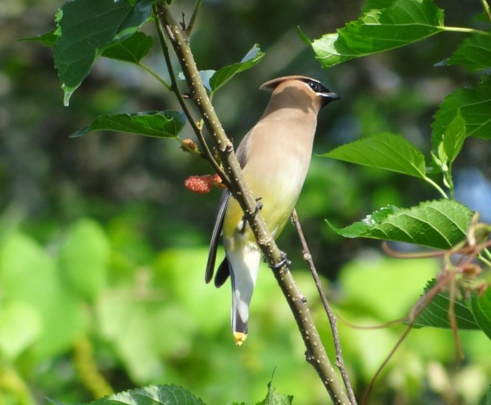 Waxwing