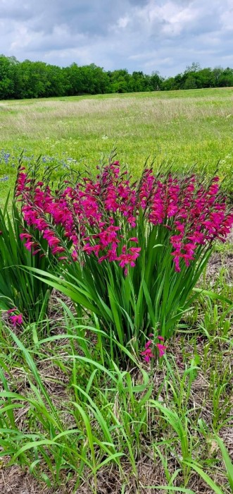 Gladiolus