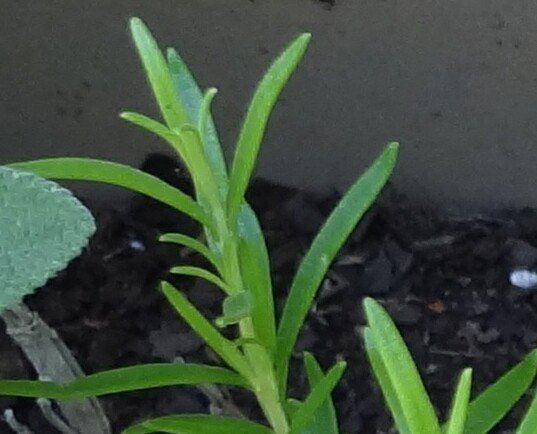 Rosemary