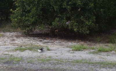 Spotted Skunk (Civet Cat 2).JPG
