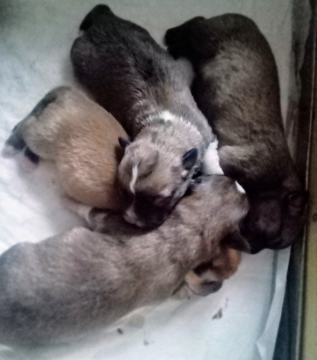 4 Boys