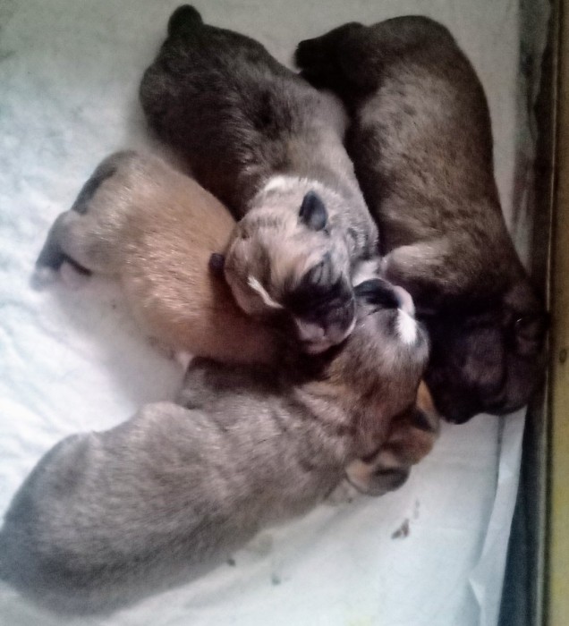 4 Boys