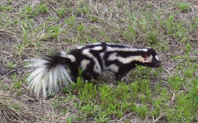 Spotted Skunk (Civet Cat 1).JPG