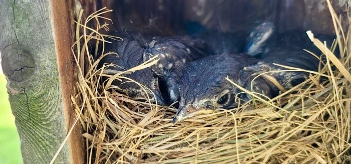 Box full of baby Bluebirds