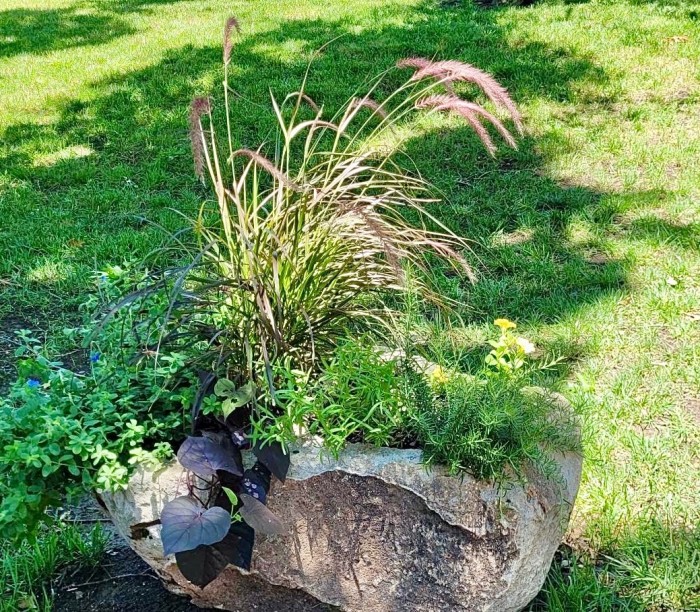 Blue Daze, Purple Fountain Grass