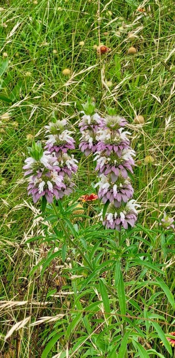 Purple Horsemint
