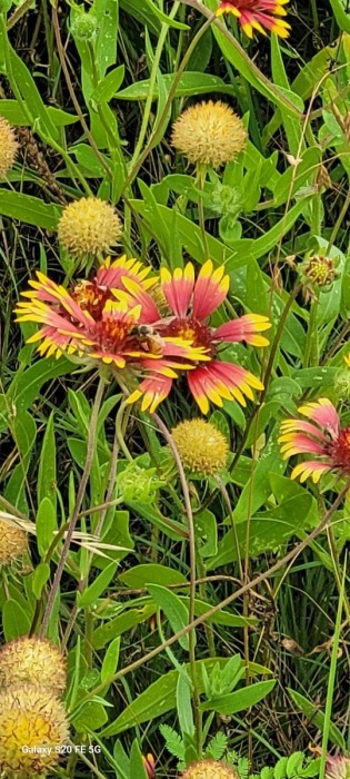 Firewheel