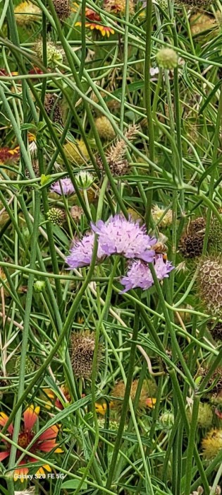 wild garlic