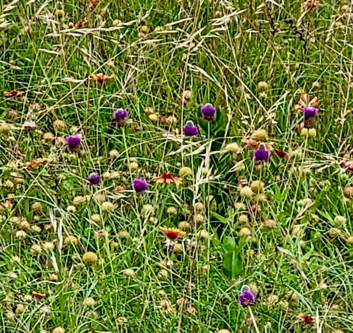 Purple Prairie Clover