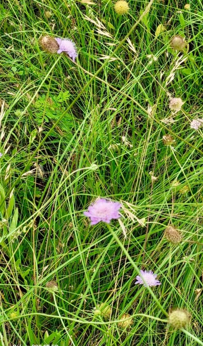 Pincushions