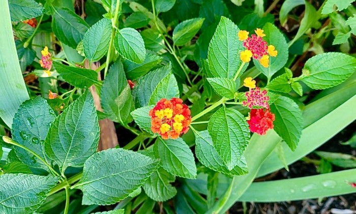 Lantana