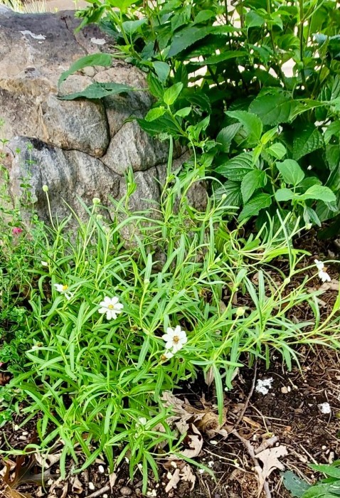 Blackfoot Daisy