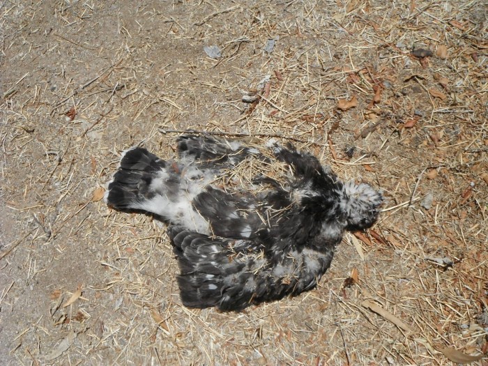 DSCF1039.JPG