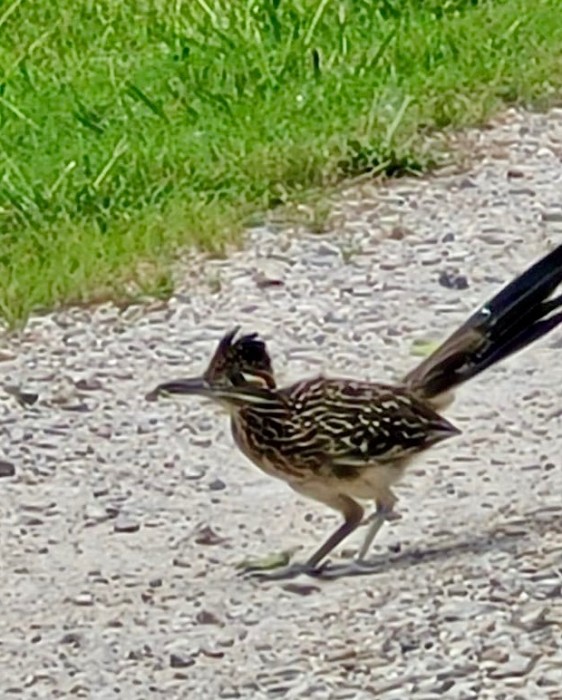 Greater roadrunner