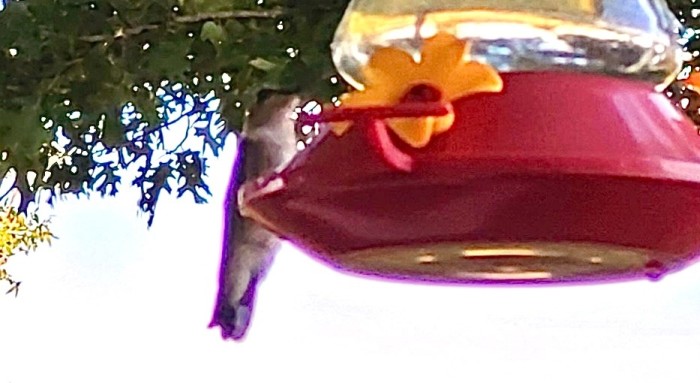20250629_195320.jpeg