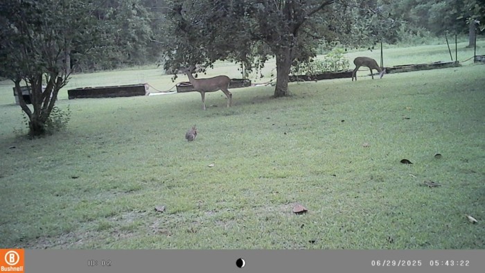 2 does and a cottontail yesterday morning.