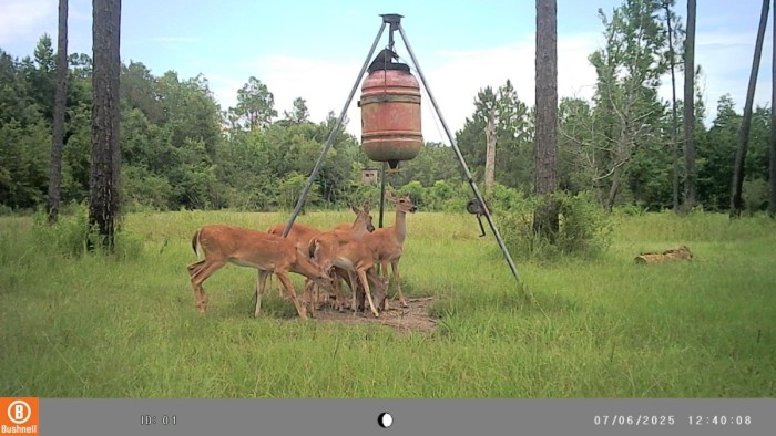 Some of the tribe, mommas and last season's fawns getting a little treat.