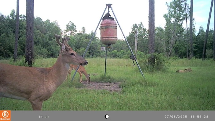 This one has promise. I'm not a "horn hunter" but bigger antlers are nice. Always remembering you can't eat the horns!