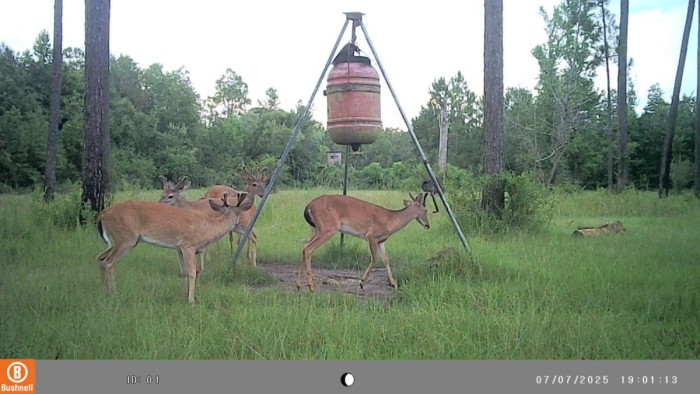 4 bucks in velvet watching Mr. Coon eat their snack!