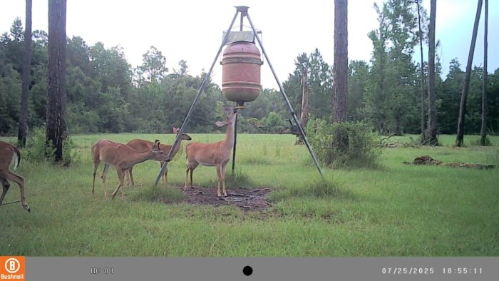 Yearling buck with mamma and sister.