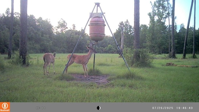Haven't got a good picture of this other buck yet, interesting head gear on him.