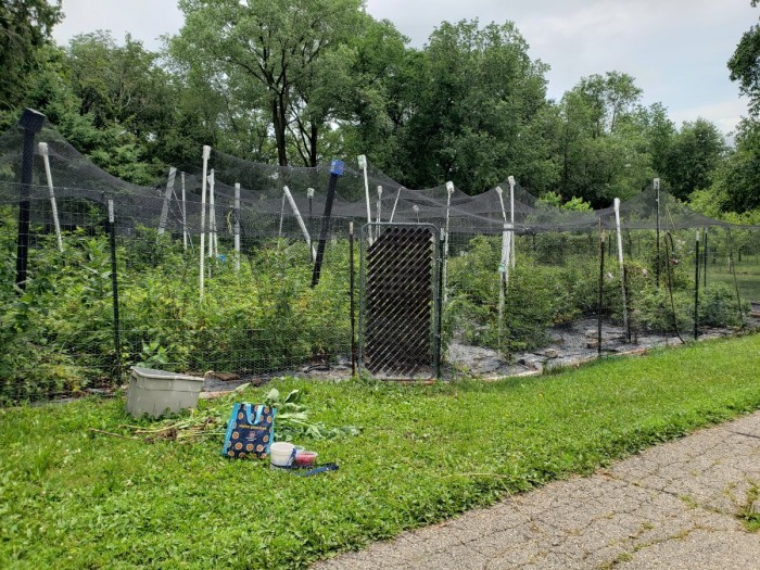The berry patch, fully enclosed in bird netting.