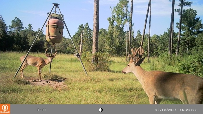 Look at the junk on his head. I think I have a picture of him from last year he has grown a bit