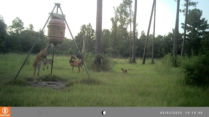Here's a doe demonstrating how the feeder is used.