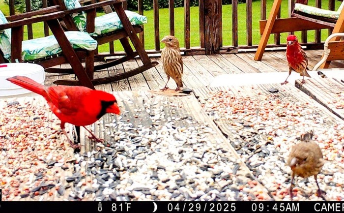 Northern Cardinal and  House Finch male/female