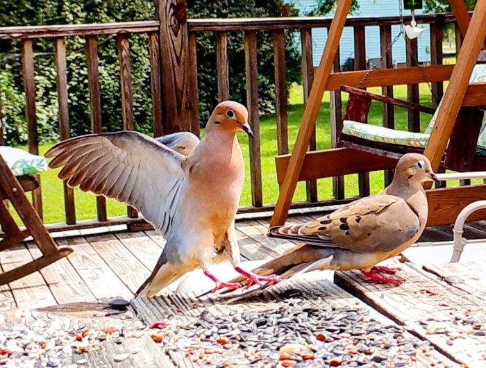 Mourning Doves