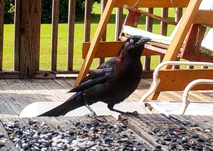 Common Grackle