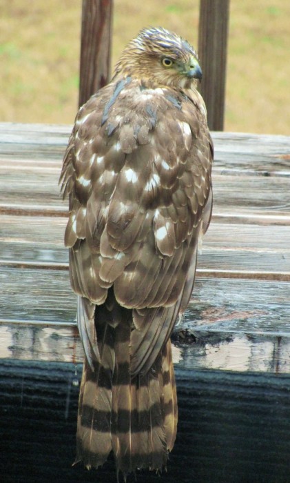Broad-winged Hawk