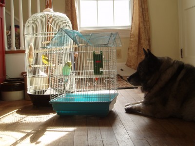 Birds & Dog 2.JPG
