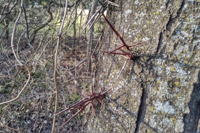 Honey locust