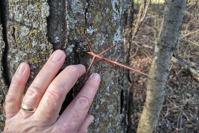 Black locust