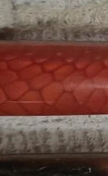 Red snake skin