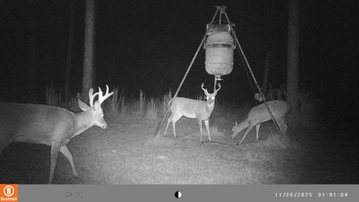 The deer that has the funny shaped rack.