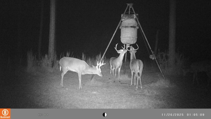 These fellers will be hard at it when the rut gets under way next month.