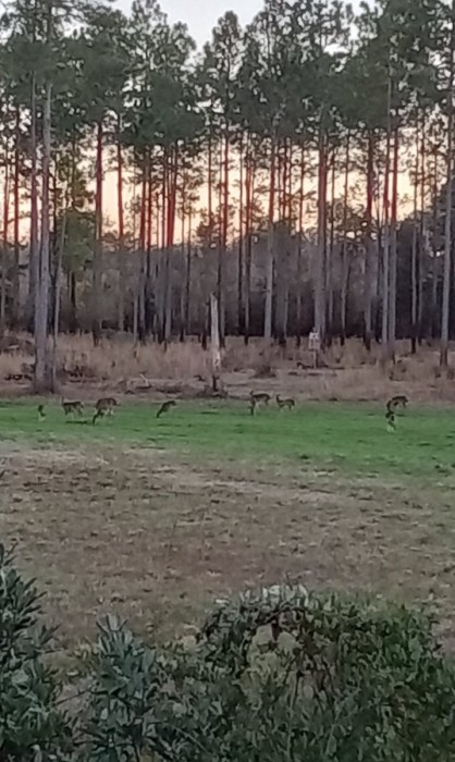 Deer Circus almost every evening.