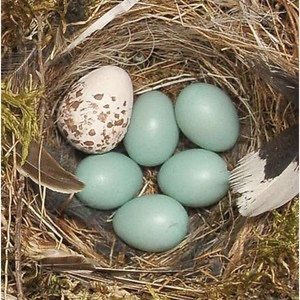 Cowbird egg in songbird nest