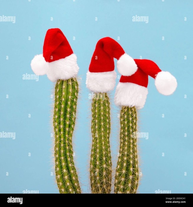funny-christmas-decoration-cactus-in-red-santa-claus-hats-square-image-2DDXCH1.jpg