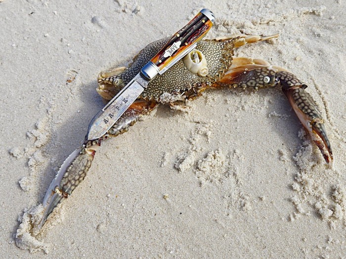 Amber Crab.jpg